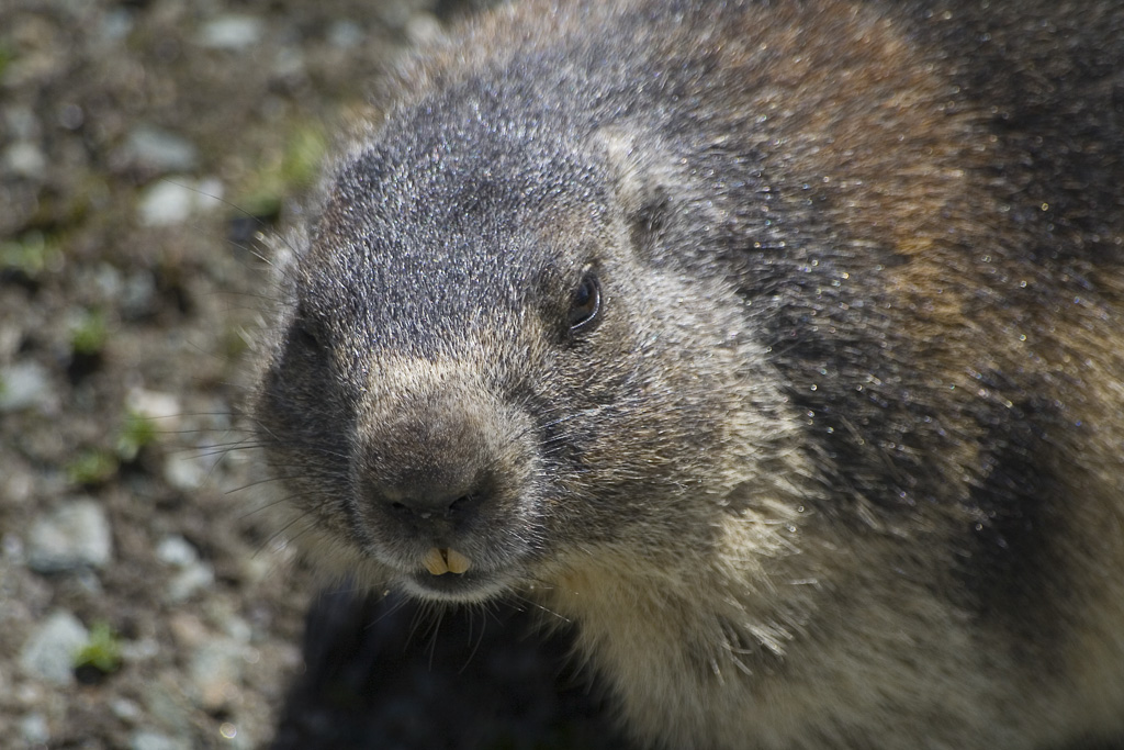 marmotta sul grossglokner