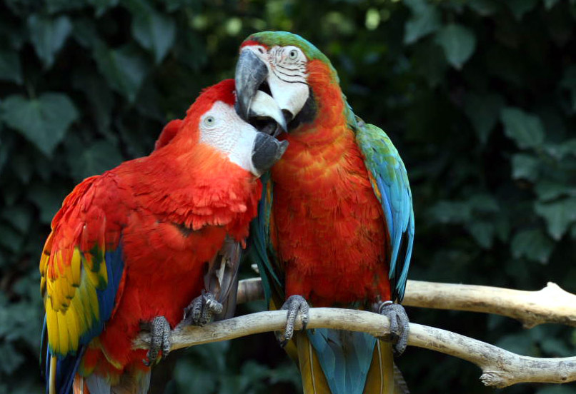 Coppia di Ara.......innamorati