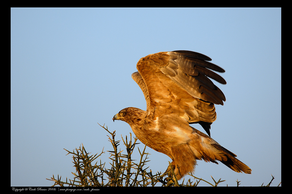 Tanzania: Aquila
