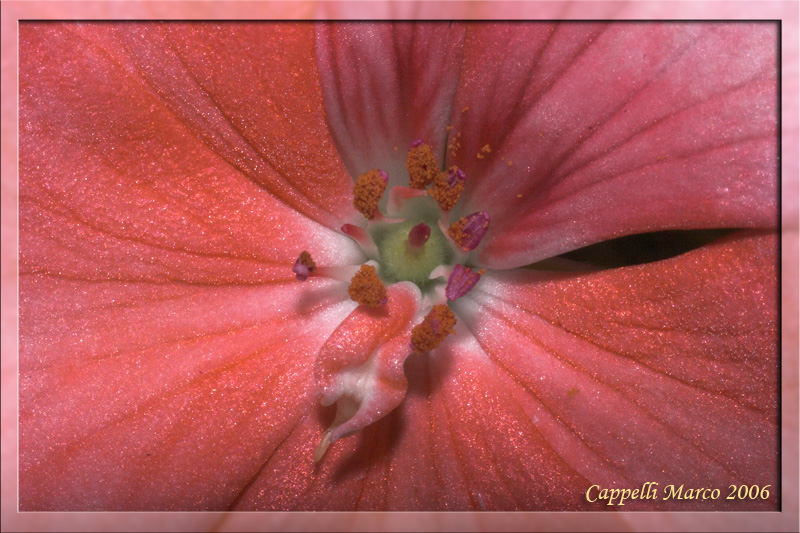 the secret life of plants