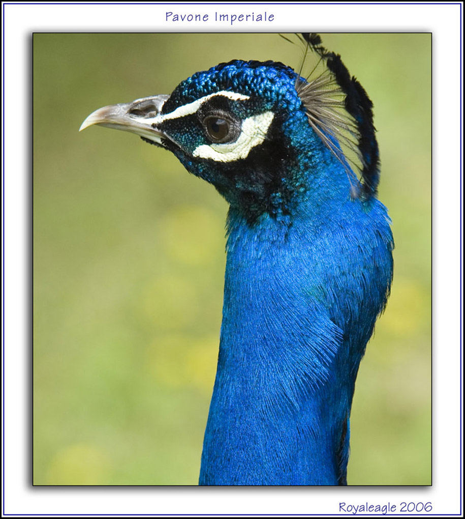 Pavone Reale
