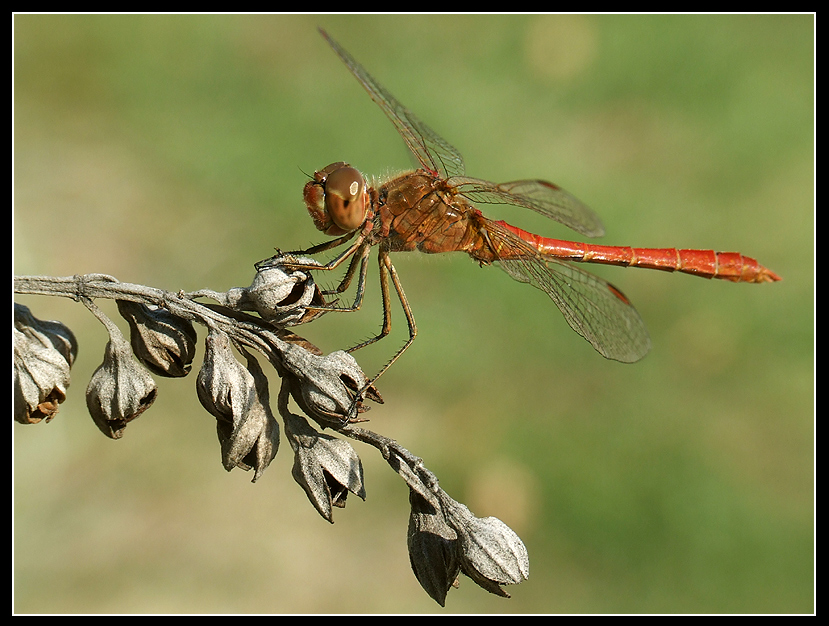 dragonfly in red