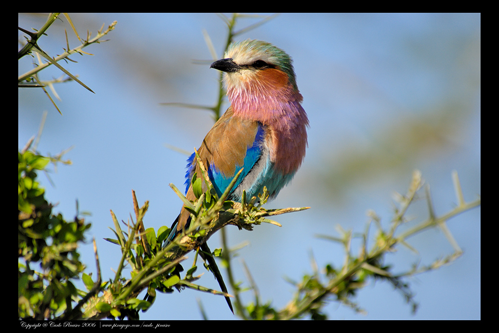 Tanzania: Ghiandaia marina pettolilla