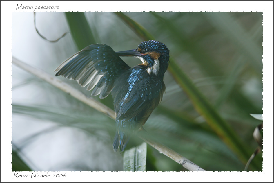 Renzo-Nuovo posto nuovo Martin