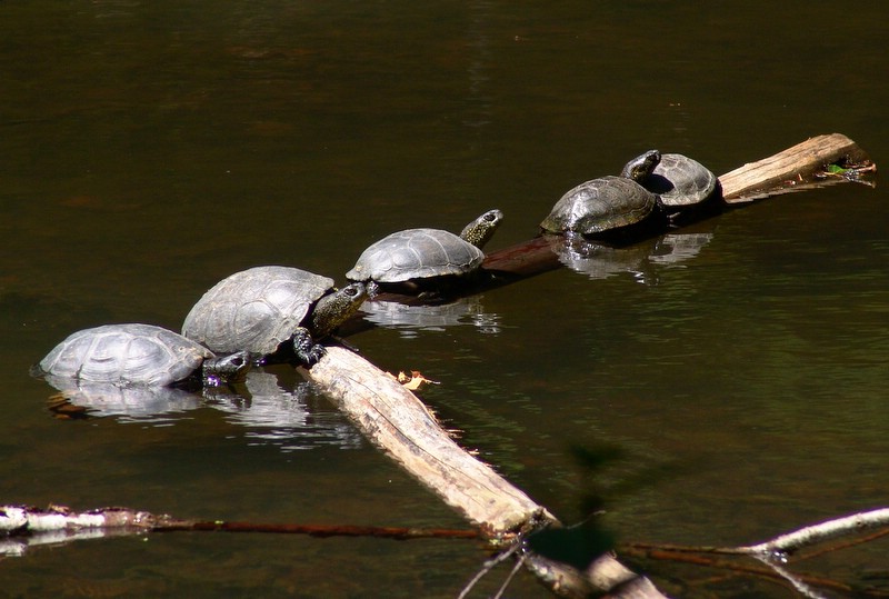 Tartarughe