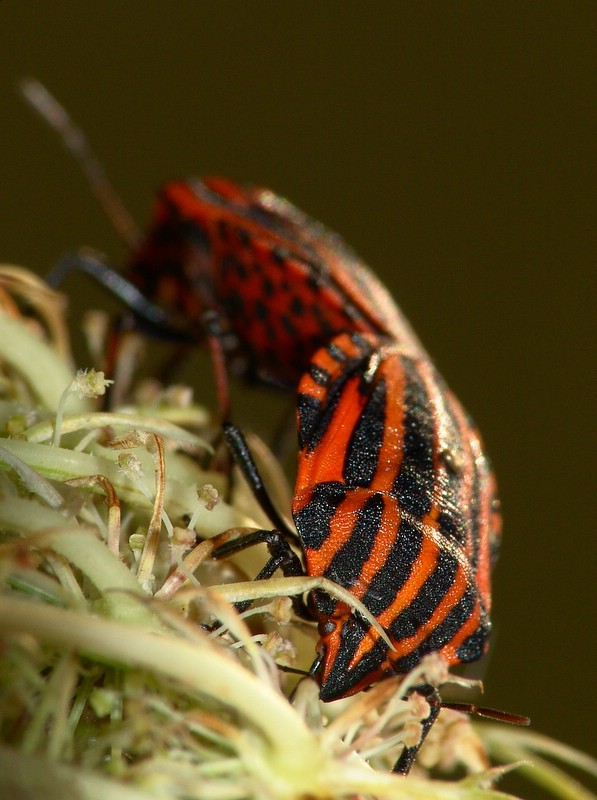 Campagna abbonamenti Milan - anno 2006