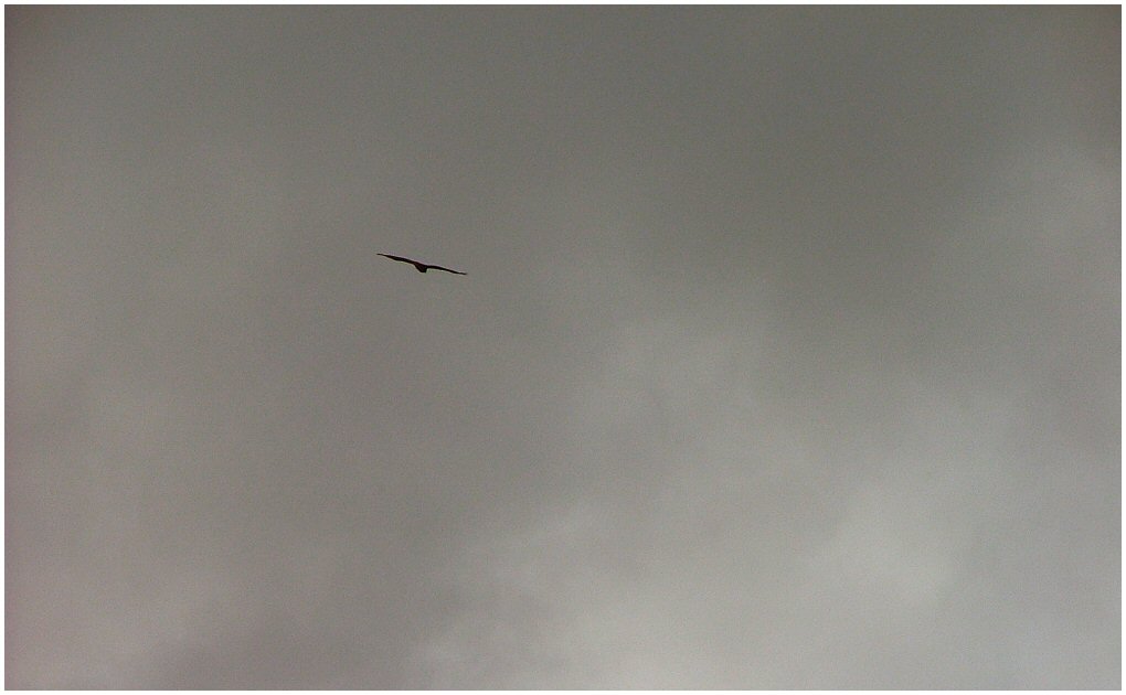 Falco