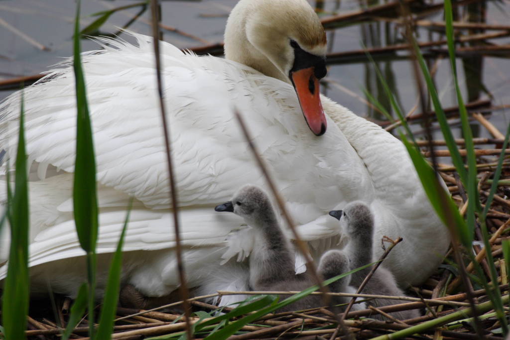 Tenerezza di mamma cigno