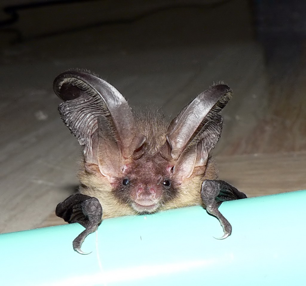 Chi ha  acceso la luceeee????