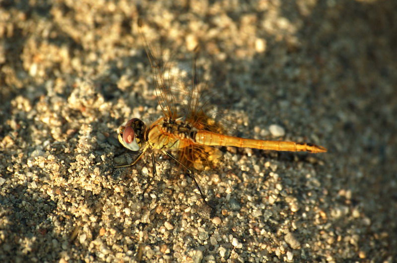 Libellula5