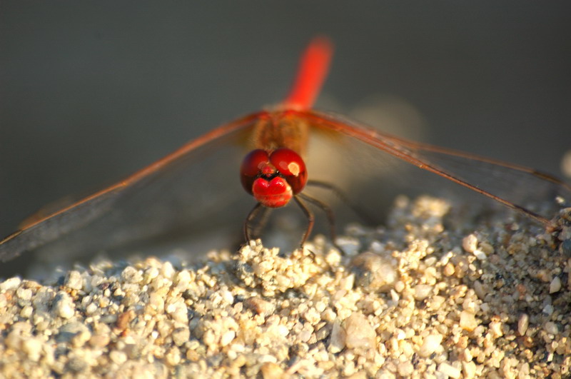 Libellula7