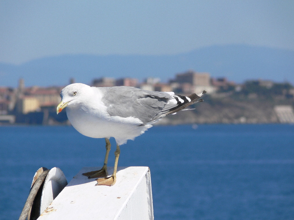 Io viaggio gratis...