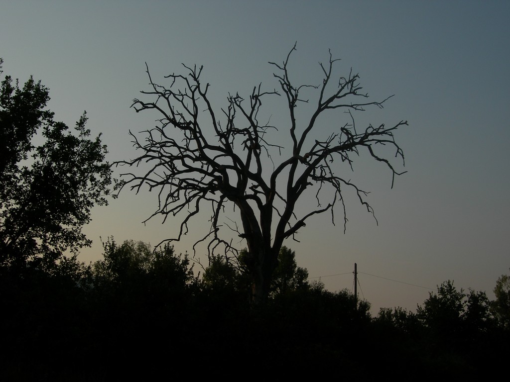 vecchio albero