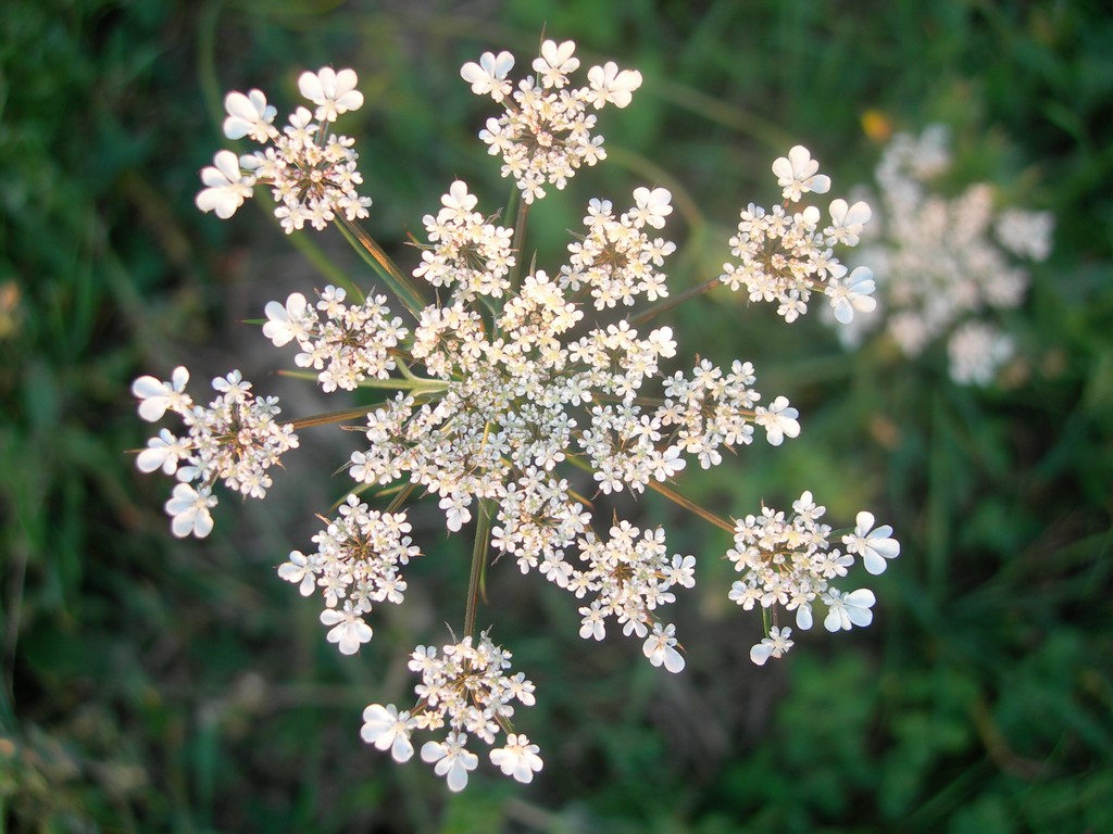 come i fuochi artificiali