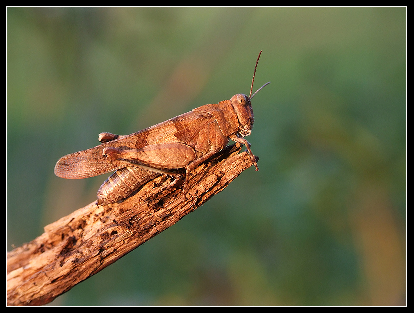 Mimetismi quasi perfetti