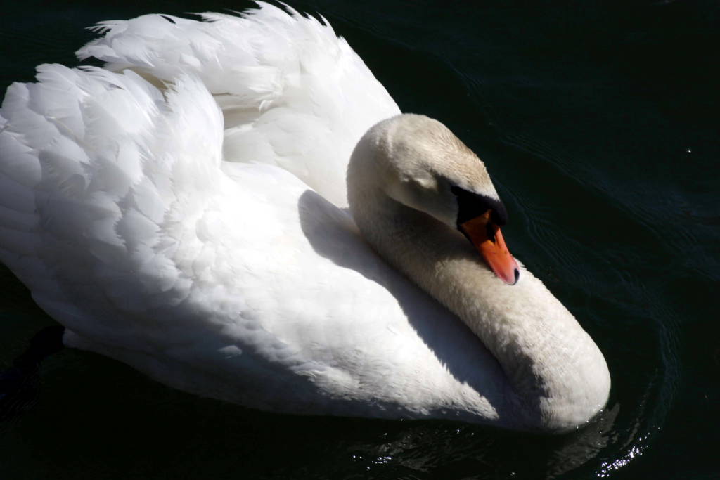 un maschio in parata