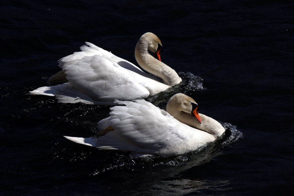 due maschi si sfidano in eleganza davanti alla femmina