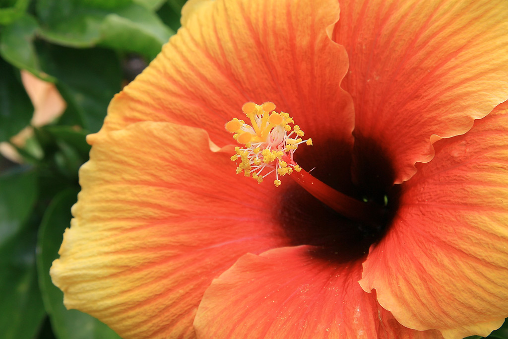 il mio colore preferito