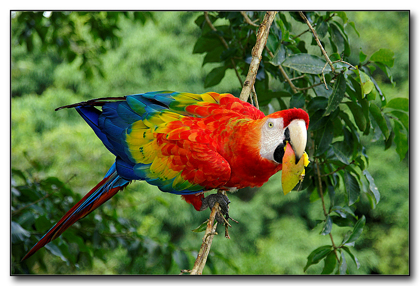 Rio - Isole Tropicali