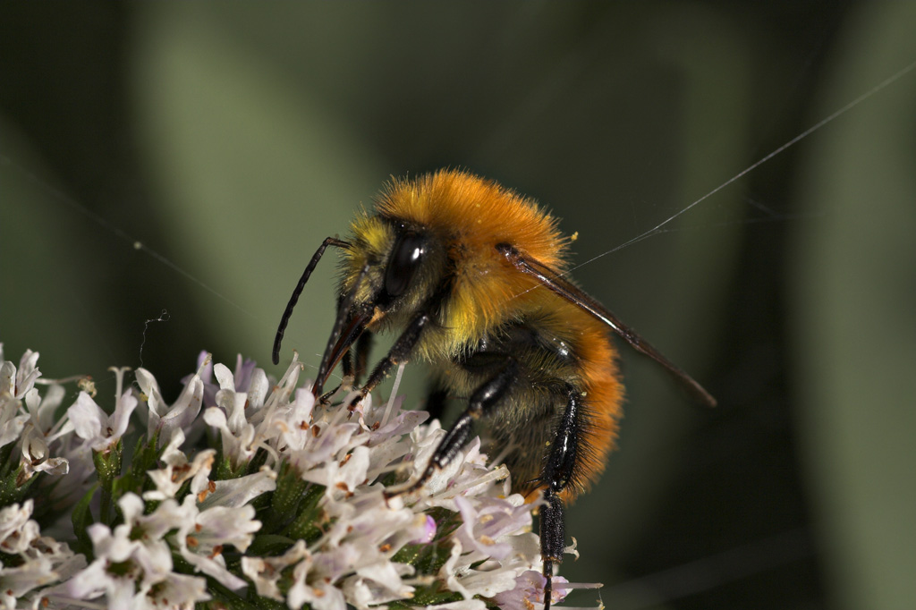 ape tessitrice - test