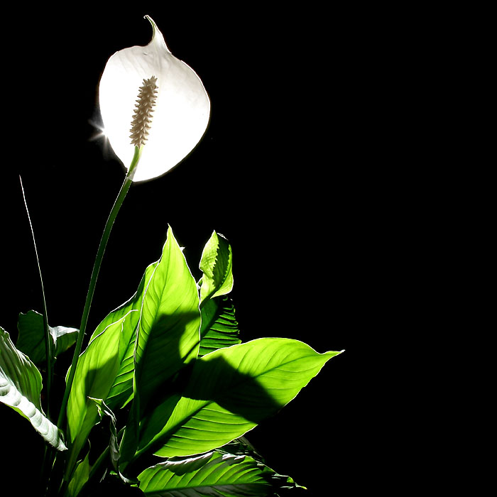 Calla.