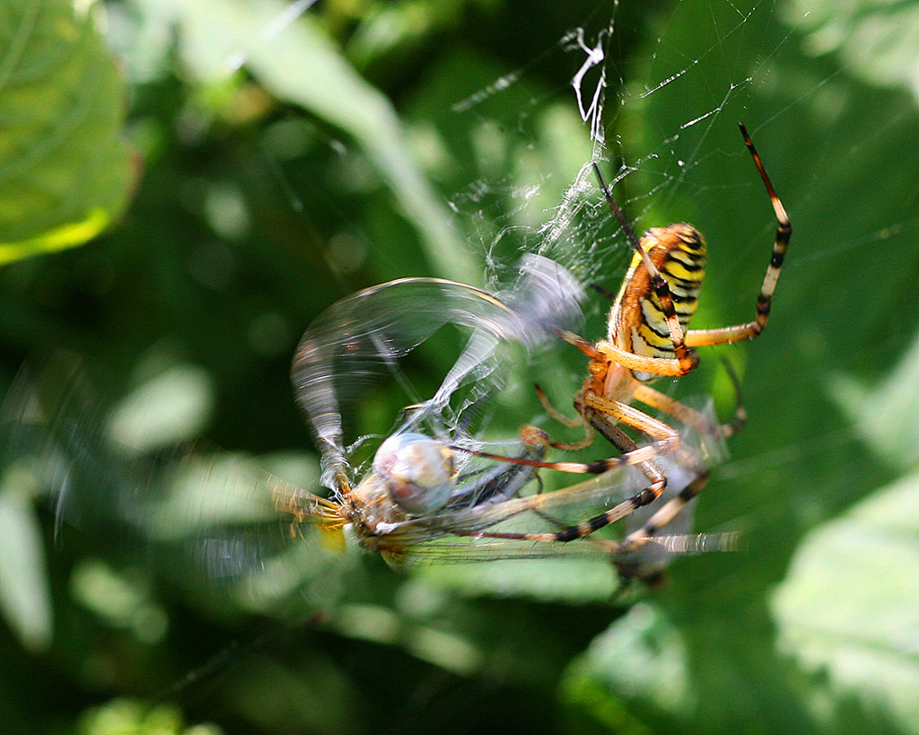 Lotta per non morire