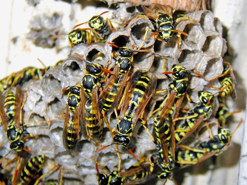 collaborazione domestica