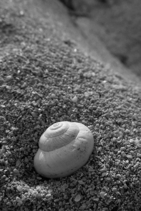 Conchiglia su sabbia