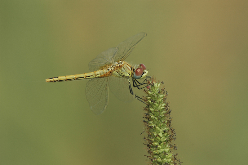 Libellula
