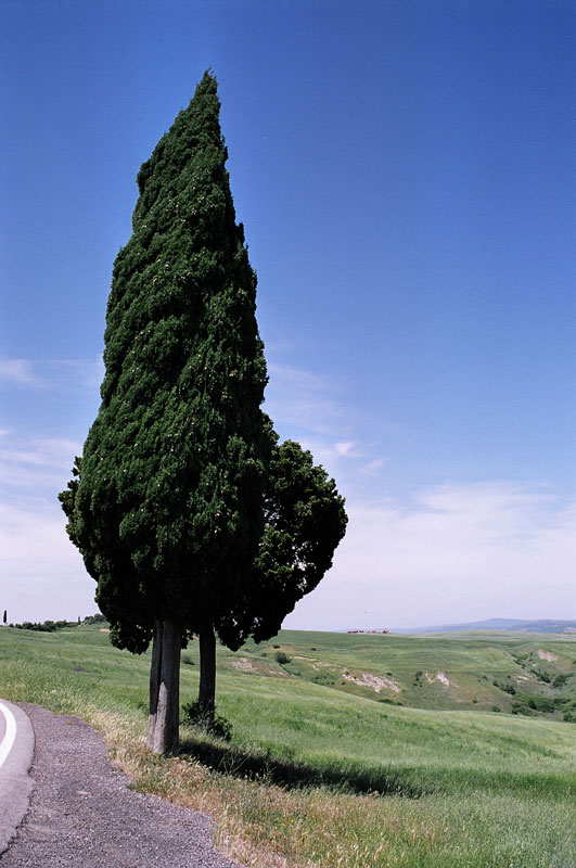Cipresso Val D'orcia