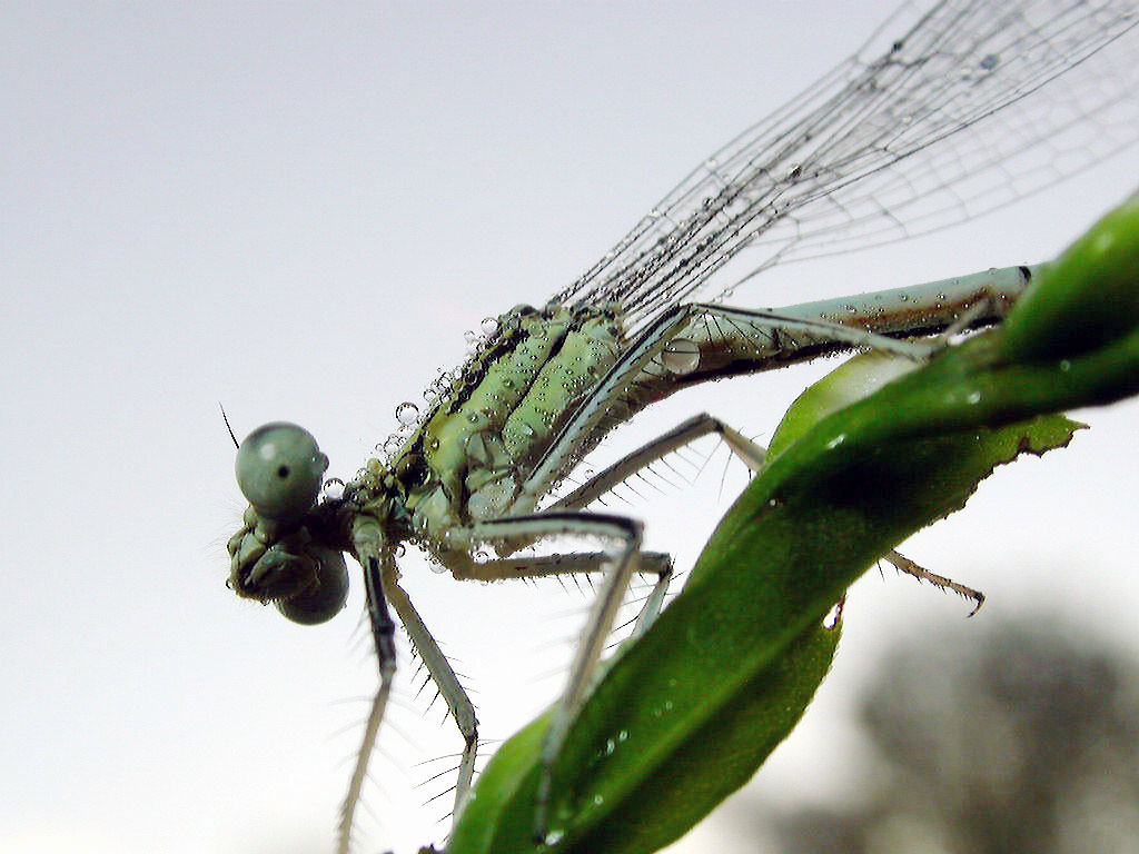 la fresca rugiada del mattino