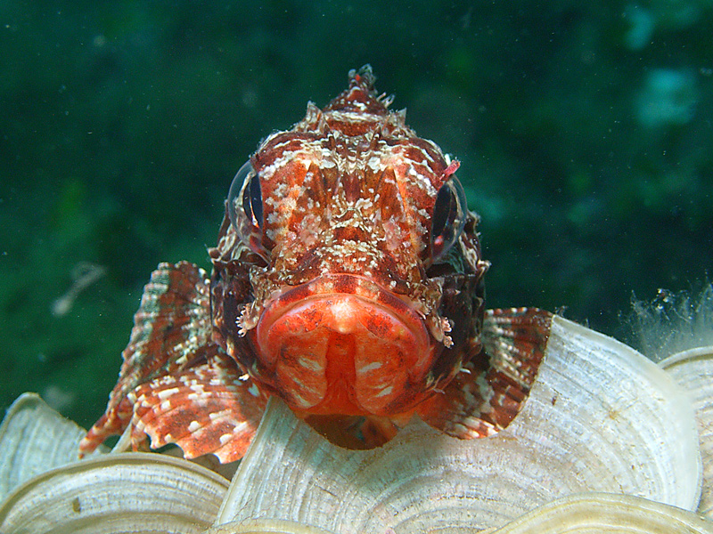 INCONTRI RAVVICINATI DEL QUARTO TIPO