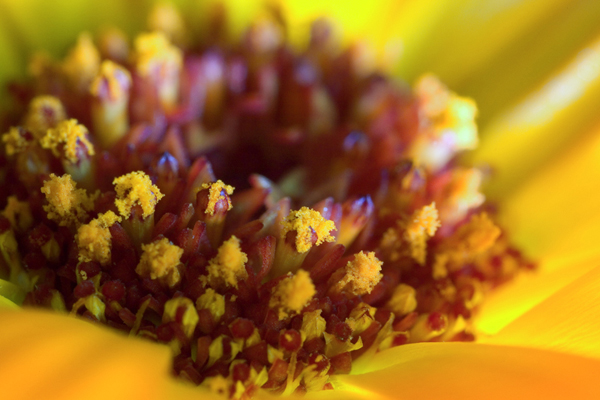 Dettaglio di un fiore