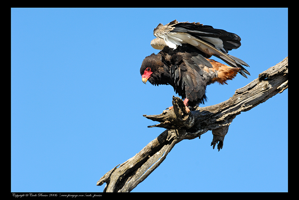 Tanzania: Falco giocoliere