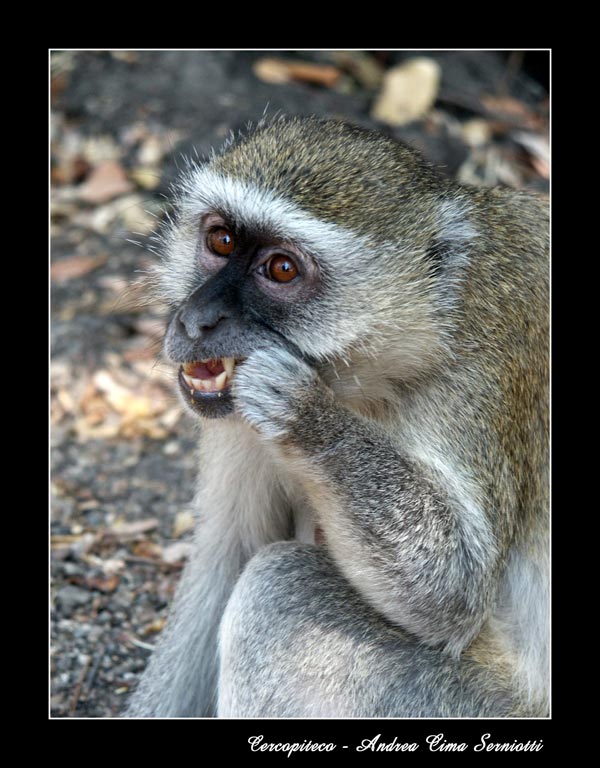 Cercopiteco - Botswana
