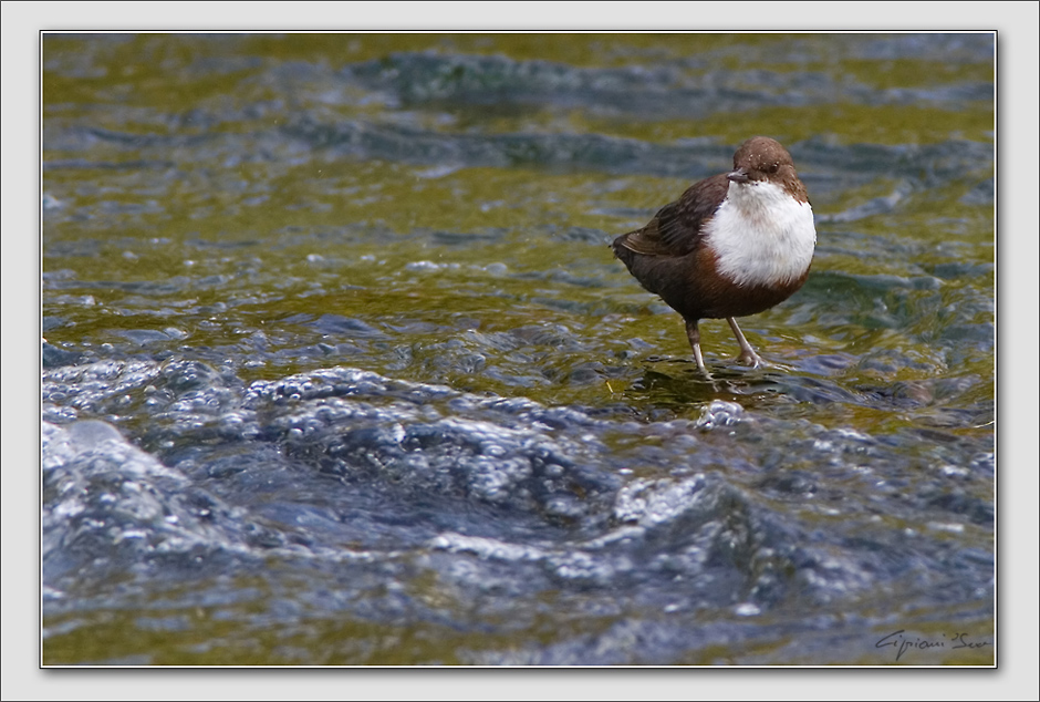 White-throated Dipper.
