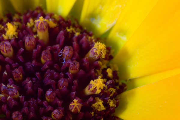 Dettaglio di un fiore 2