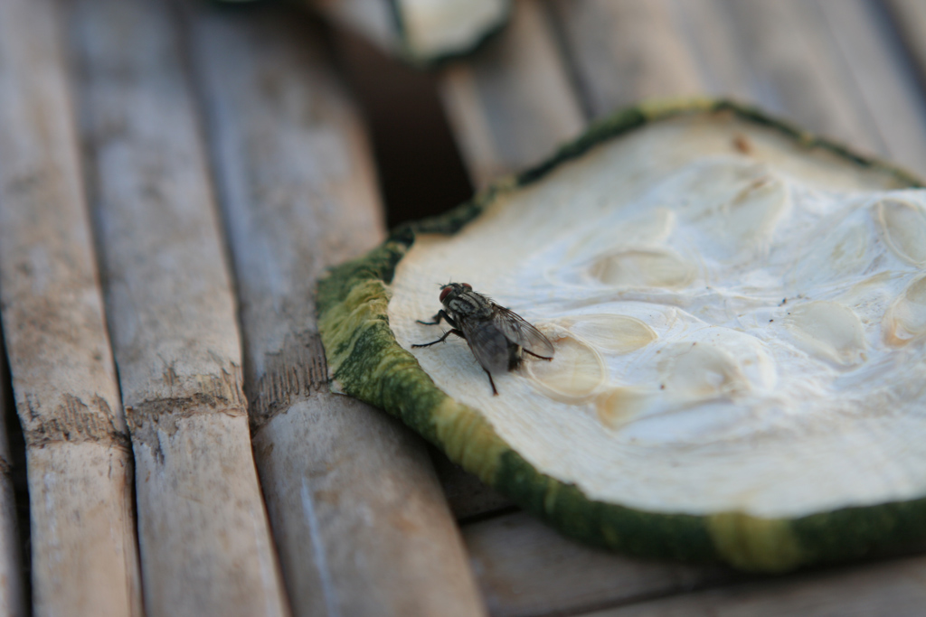 Mosca...fuori di zucca!