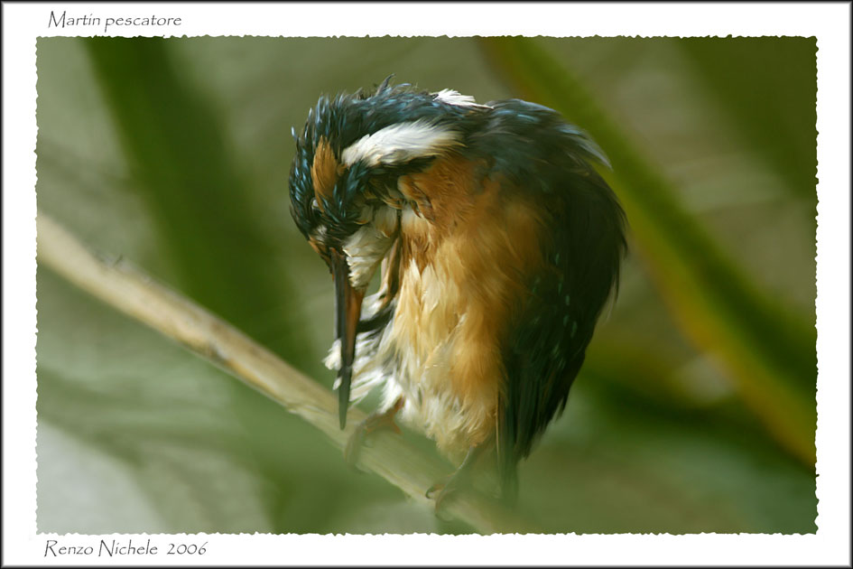 Renzo-martin pescatore