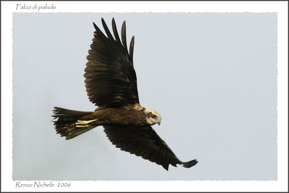 Renzo-Falco di palude 2