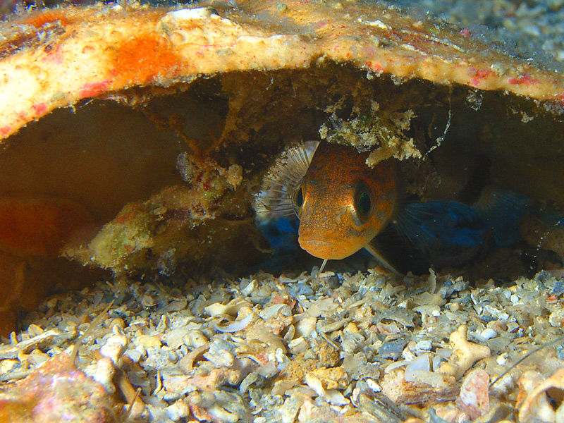 AD ALBERT64. Serranus hepatus