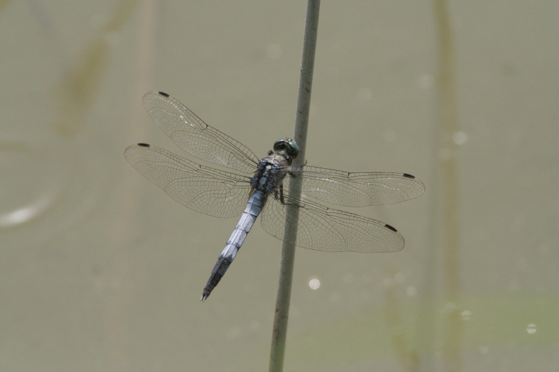 Libellula