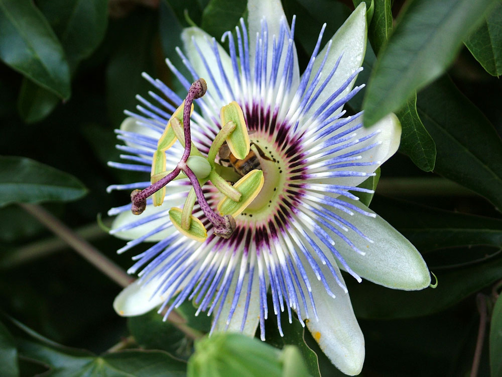Natura : Forme e Colori