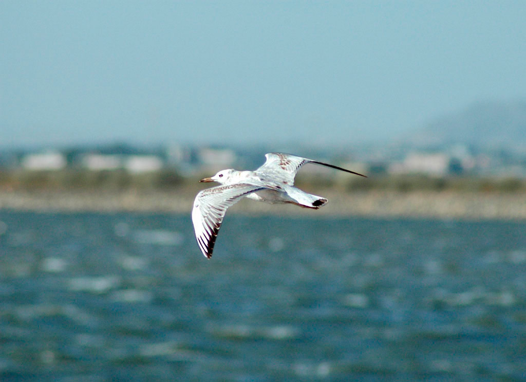 Volo del gabbiano