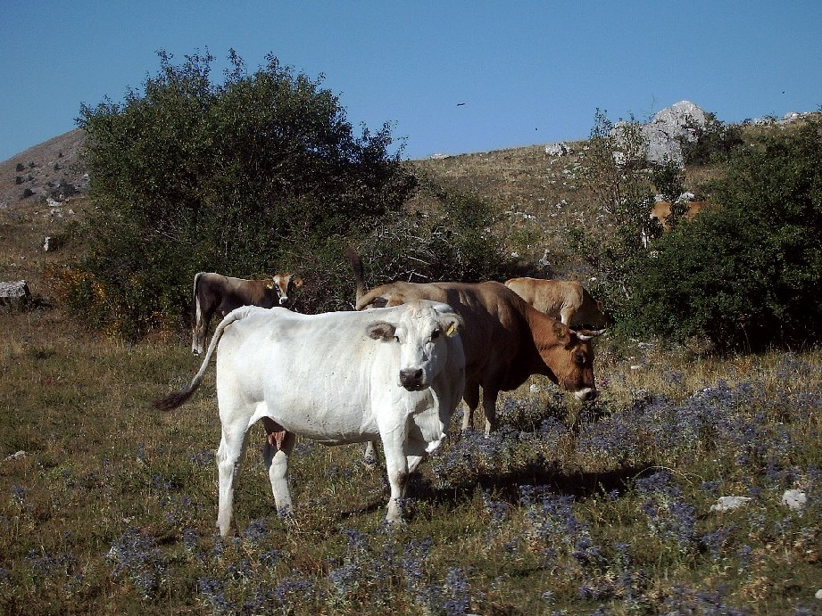 La vita, l'amore e le vacche!