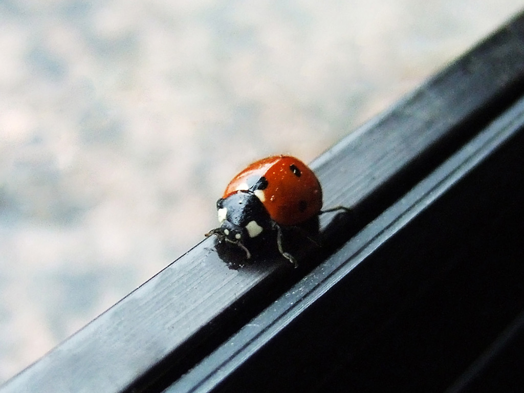 coccinella