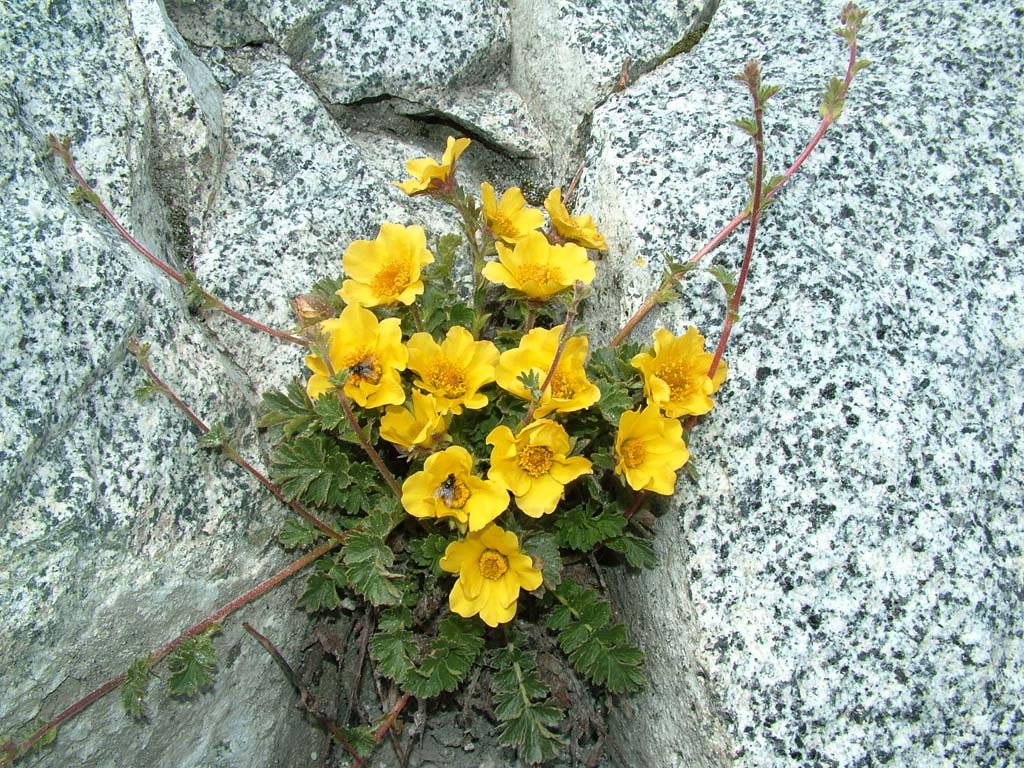 Fiori e Insetti in alta quota...
