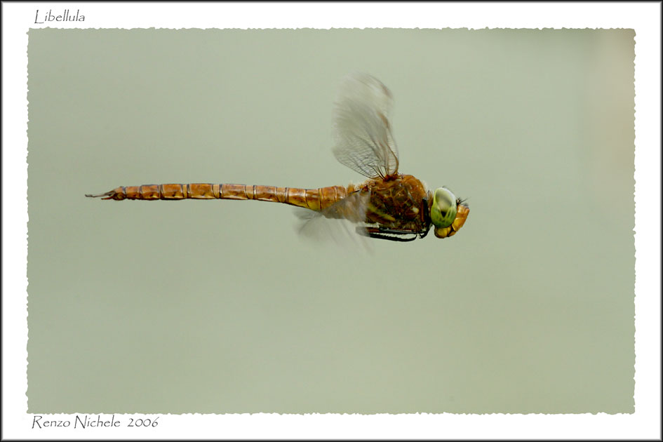 Renzo-Libellula