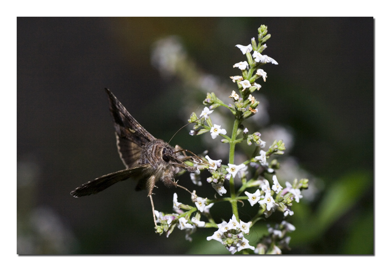 Spuntino di mezzanotte