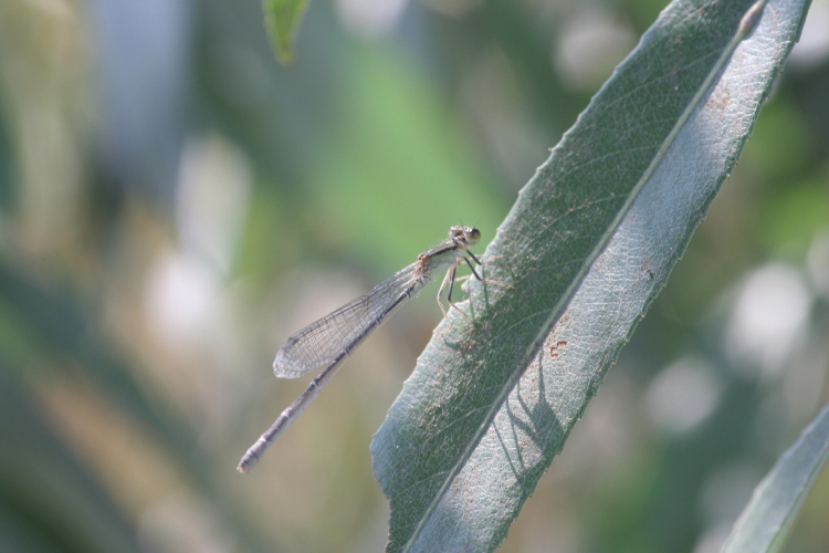 Libellula